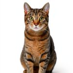 Animal Psychology Kindle eBook by Author – 163 Pages Typesetting-0