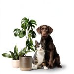 Sherwood Publications Cat Care & Health Guide 2nd Edition Kindle eBook-0