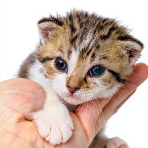 Cat Care & Health Kindle eBook by Zen Kitty – 77 Page Guide for Teens-0