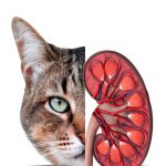 Cat Care Health Guide Amazon Kindle 134 Page Veterinary eBook-0