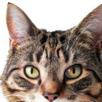 Cat Care & Health Book by BookBaby Kindle eBook 183‑Page Edition-0
