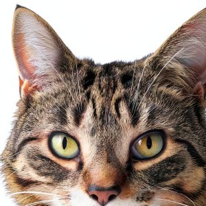 Cat Care & Health Book by BookBaby Kindle eBook 183‑Page Edition-0