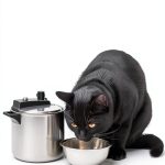 Cat Care Kindle eBook Amazon - 90-Page Guide with Enhanced Typesetting-0